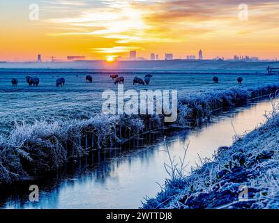 Pecore che pascolano in una mattina ghiacciata con un vibrante sfondo all'alba Foto Stock