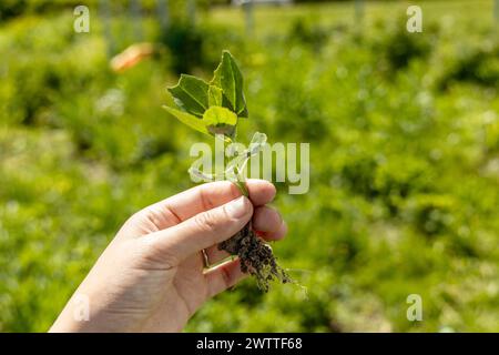 Una mano tiene una giovane pianta di piante infestanti del cigno. Patula Atriplex Foto Stock