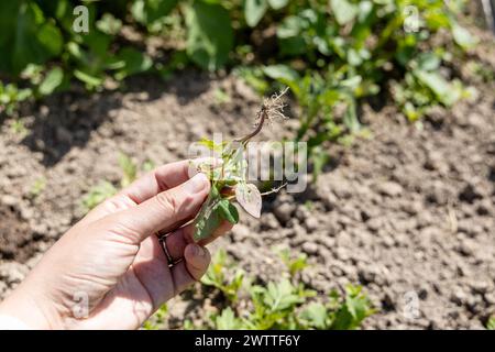 Una mano tiene una giovane pianta di piante infestanti del cigno. Patula Atriplex Foto Stock