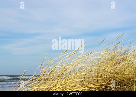 Erba secca gialla piegata nel vento sullo sfondo del Mar Baltico e cielo blu, dune costiere erbose Foto Stock