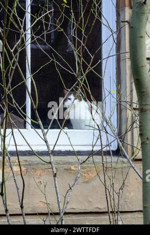 Cat che guarda fuori dalla finestra di una casa Foto Stock