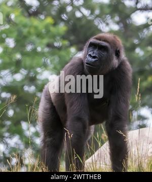 Enorme gorilla silverback in una giornata estiva al Como Park Zoo and Conservatory a St. Paul, Minnesota USA. Foto Stock