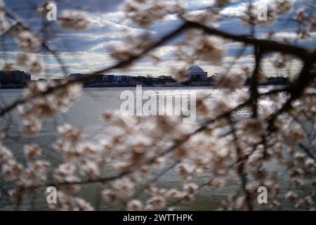 Washington, Stati Uniti. 19 marzo 2024. Gli alberi di ciliegio in fiore sono visti in fiore martedì 19 marzo 2024 a Washington, DC. Il National Park Service ha annunciato la rimozione di circa 140 ciliegi al fine di migliorare il muro marino. Foto di Leigh Vogel/UPI credito: UPI/Alamy Live News Foto Stock