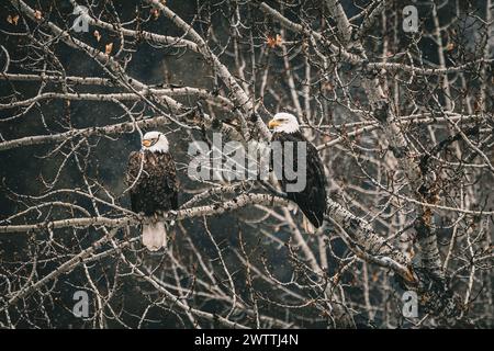 Due aquile calve arroccate sui rami di un albero Foto Stock