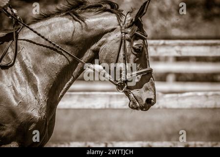 Cavalcando un cavallo incredibile nel campo durante una bella giornata estiva calda. Bel viaggio e rilassato Foto Stock