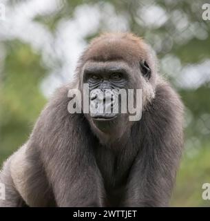 Primo piano di un gorilla silverback in una giornata estiva al Como Park Zoo and Conservatory di St Paul, Minnesota USA. Foto Stock