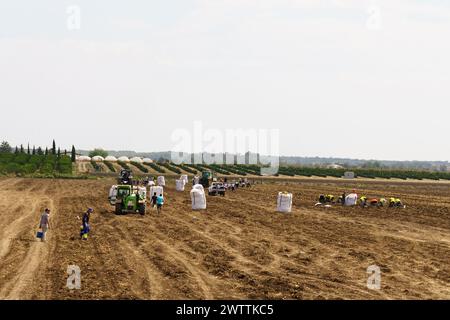 Huevar del Aljarafe, Siviglia, Spagna - 2 giugno 2023: Un trattore tira un enorme sacco di patate in un campo polveroso nella campagna. Foto Stock