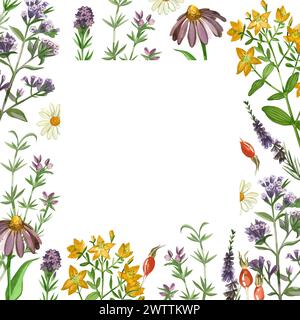 Illustrazione acquerello. Cornice quadrata di erbe e fiori del prato, origano, rosehip, ipericacee, margherite disegnate a mano in acquerello. Adatto per prin Foto Stock