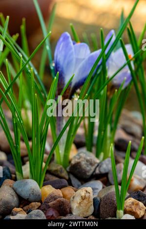 Piccolo gruppo della splendida Crocus biflorus "Blue Pearl". Primo piano naturale con ritratto delle piante in fiore, accattivante, sorprendente, mozzafiato, avvincente, Foto Stock