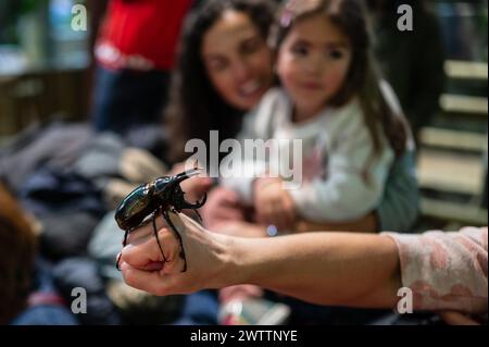 Scarabeo del rinoceronte bruno (Xylotrupes gideon) al Workshop degli artropodi tenuto dall'entomologo e divulgatore ambientale Sergi Romeu Valles at Foto Stock