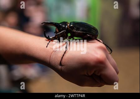 Scarabeo del rinoceronte bruno (Xylotrupes gideon) al Workshop degli artropodi tenuto dall'entomologo e divulgatore ambientale Sergi Romeu Valles at Foto Stock