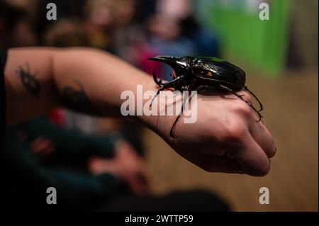 Scarabeo del rinoceronte bruno (Xylotrupes gideon) al Workshop degli artropodi tenuto dall'entomologo e divulgatore ambientale Sergi Romeu Valles at Foto Stock