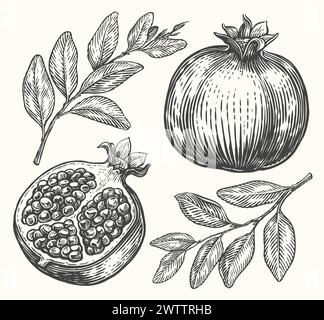 Disegno vettoriale melograno. Schizzo di frutta tropicale disegnato a mano. Illustrazione incisa Illustrazione Vettoriale