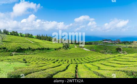 Paesaggio con piantagione di tè sull'isola di Sao Miguel nell'arcipelago portoghese delle Azzorre, Portogallo Foto Stock
