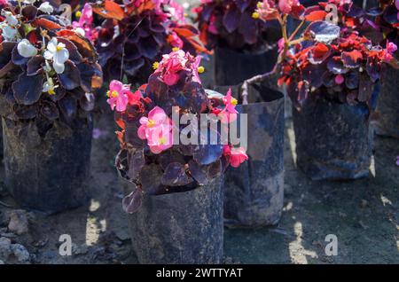Fiori di cera begonia che crescono nel giardino Foto Stock