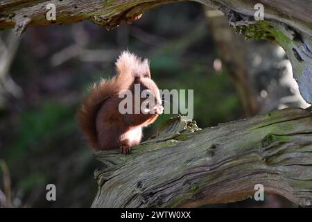Scoiattolo rosso Sciurus vulgaris Foto Stock