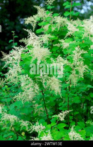 Spray oceanico (Holodiscus scolora) - Creambush o Ironwood con gemme non ancora aperte. Foto Stock