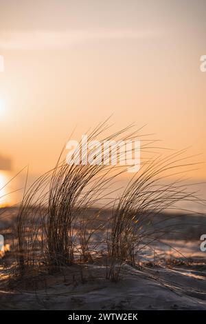 primo piano di erbe da spiaggia sulla costa di ile de ré la mattina presto. una luce calda e bella. Foto Stock