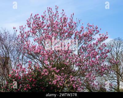 Fiori rosa dell'ibrido Gresham Magnolia "Raspberry Ice" che fiorisce all'inizio della primavera in un giardino di Plympouth Foto Stock