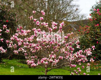 Grandi fiori rosa e bianchi dell'inizio della primavera, piccolo e robusto albero in fiore, Magnolia "Kim Kunso" Foto Stock