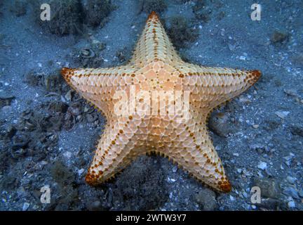 Una stella rossa del mare di cuscino (Oreaster reticulatus) in Florida, Stati Uniti Foto Stock