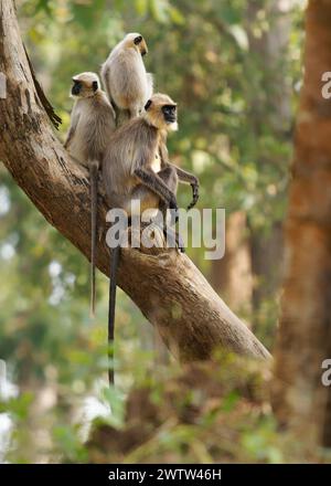 Grigio dai piedi neri o Malabar Sacro langur - Semnopithecus hypoleucos, scimmia che mangia foglie del Vecchio mondo trovata nel sud dell'India, famiglia di tre membri i Foto Stock