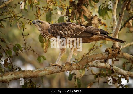 Aquila di Falco mutabile o aquila di falco crestata - Nisaetus limnaeetus cirrhatus è un grande uccello crestato preda di Accipitridae, seduto sul ramo Foto Stock