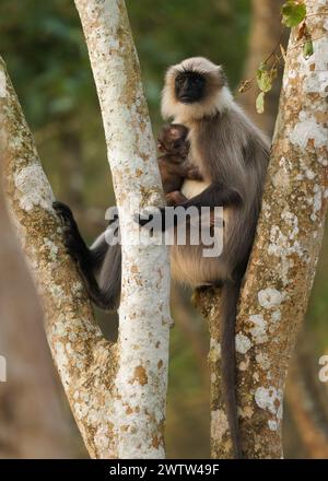 Grigio dai piedi neri o malabro Sacro langur - Semnopithecus hypoleucos, scimmia che mangia foglie del Vecchio mondo trovata nel sud dell'India, femmina con il bambino sitt Foto Stock