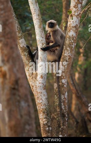 Grigio dai piedi neri o malabro Sacro langur - Semnopithecus hypoleucos, scimmia che mangia foglie del Vecchio mondo trovata nel sud dell'India, femmina con il bambino sitt Foto Stock