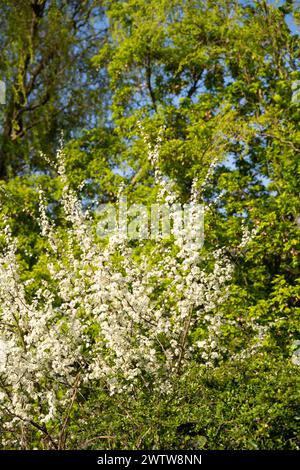 Un arbusto con fiori bianchi e foglie verdi sorge tra gli alberi in una foresta Foto Stock