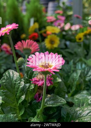 Spezie dolci Garvinea varietà di margherite rosa gerbera o margherite shasta o margherite africana in un vivaio pronto per la vendita a Montgomery, Alabama, USA. Foto Stock