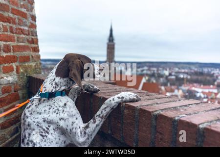 Un cane di braque francais gode di una vista sul tetto di una città Foto Stock