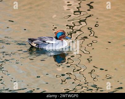 Un maschio Eurasian Teal (Anas crecca) che nuota in uno stagno. Tokyo, Giappone. Foto Stock