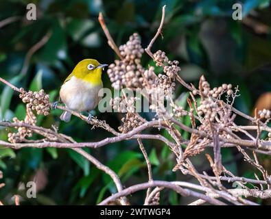 A Warbling White-eye (Zosterops japonicus) che si nutrono di semi. Tokyo, Giappone. Foto Stock