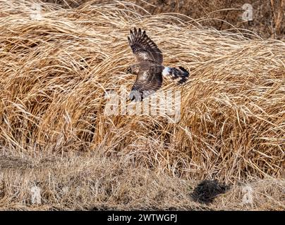 Un Hen Harrier (Circus cyaneus) che caccia in campo aperto. Ibaraki, Giappone. Foto Stock