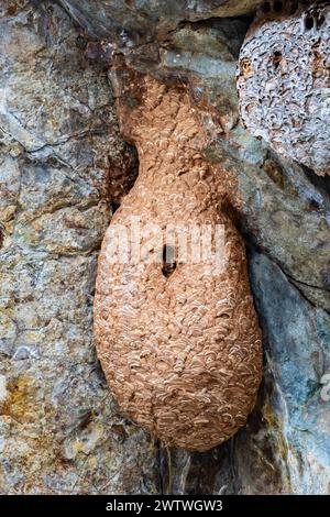 Nido di calabroni gialli giapponesi (Vespa simillima) tra rocce. Nagano, Giappone. Foto Stock