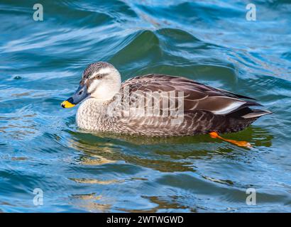 Un'anatra orientale (Anas zonorhyncha) che nuota in un lago. Giappone. Foto Stock