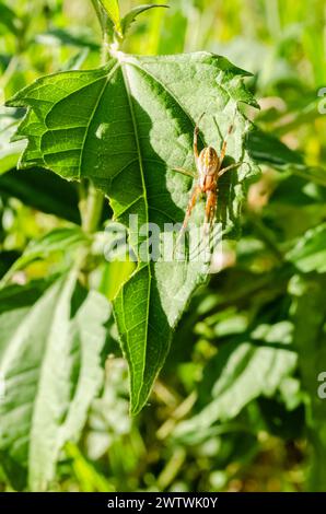 Un ragno Argiope trifasciata è su una foglia verde Foto Stock