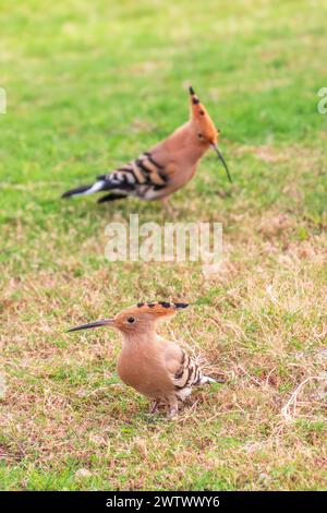 Coppia di hoopoes eurasiatici o hoopoes comuni (epops Upupa) da vicino su un fondo di erba verde naturale. Luce di prima mattina su un Hoopoe eurasiatico Foto Stock