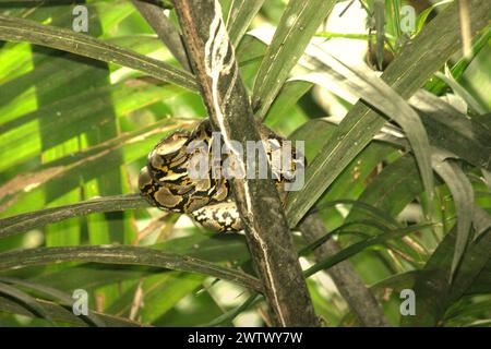 Un pitone, che è molto probabilmente un pitone birmano (Python bivittatus) sta riposando su una palma nipa sul lato del fiume Cigenter nell'isola Handeuleum, una parte del parco nazionale Ujung Kulon a Pandeglang, Banten, Indonesia. L'Unione Internazionale per la conservazione della natura (IUCN) conclude che l'innalzamento delle temperature ha portato, tra gli altri, a cambiamenti ecologici, comportamentali e fisiologici nelle specie animali e nella biodiversità. "Oltre all'aumento dei tassi di malattie e degli habitat degradati, il cambiamento climatico sta anche causando cambiamenti nelle specie stesse, che minacciano la loro sopravvivenza", hanno scritto. Foto Stock