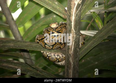 Un pitone, che è molto probabilmente un pitone birmano (Python bivittatus) sta riposando su una palma nipa sul lato del fiume Cigenter nell'isola Handeuleum, una parte del parco nazionale Ujung Kulon a Pandeglang, Banten, Indonesia. L'Unione Internazionale per la conservazione della natura (IUCN) conclude che l'innalzamento delle temperature ha portato, tra gli altri, a cambiamenti ecologici, comportamentali e fisiologici nelle specie animali e nella biodiversità. "Oltre all'aumento dei tassi di malattie e degli habitat degradati, il cambiamento climatico sta anche causando cambiamenti nelle specie stesse, che minacciano la loro sopravvivenza", hanno scritto. Foto Stock