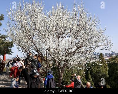 **CINESE CONTINENTALE, HONG KONG, MACAO E TAIWAN FUORI** i fiori di pesca fioriscono al Parco Jingshan a Pechino, Cina, 17 marzo 2024. Foto Stock