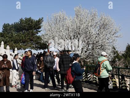 **CINESE CONTINENTALE, HONG KONG, MACAO E TAIWAN FUORI** i fiori di pesca fioriscono al Parco Jingshan a Pechino, Cina, 17 marzo 2024. Foto Stock