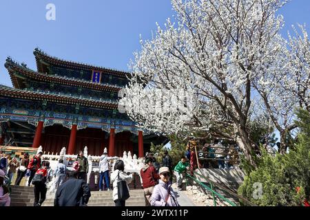 **CINESE CONTINENTALE, HONG KONG, MACAO E TAIWAN FUORI** i fiori di pesca fioriscono al Parco Jingshan a Pechino, Cina, 17 marzo 2024. Foto Stock