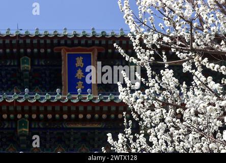 **CINESE CONTINENTALE, HONG KONG, MACAO E TAIWAN FUORI** i fiori di pesca fioriscono al Parco Jingshan a Pechino, Cina, 17 marzo 2024. Foto Stock