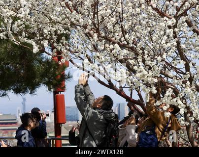 **CINESE CONTINENTALE, HONG KONG, MACAO E TAIWAN FUORI** i fiori di pesca fioriscono al Parco Jingshan a Pechino, Cina, 17 marzo 2024. Foto Stock