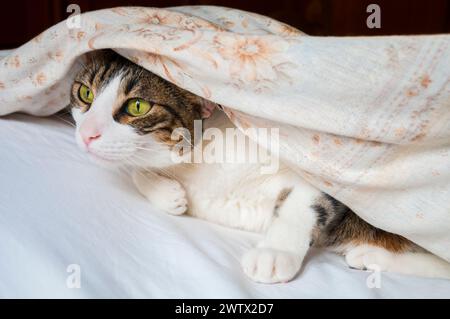 Tabby e gatto bianco nascosto sotto il piumino. Foto Stock