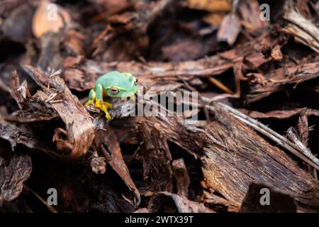 Graziosa, o Dainty Tree Frog (Litoria gracilenta, o Ranoidea gracilenta) seduta su pacciame di pino a cerchio a Brisbane, Queensland, Australia Foto Stock