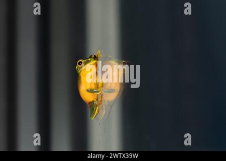 Graziosa, o Dainty Tree Frog (Litoria gracilenta, o Ranoidea gracilenta) appoggiata su una porta di vetro a Brisbane, Queensland, Australia Foto Stock