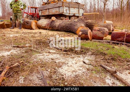 Legno, ceppi di alberi appena tagliati sul terreno della foresta e caricati in rimorchio, legname, legno, legno duro, legna da ardere Foto Stock